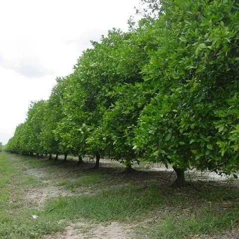 thumbnail for publication: Mechanical Pruning of Citrus Trees